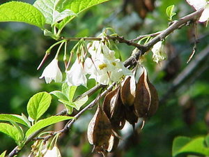 Sneklokketræ Halesia carolina