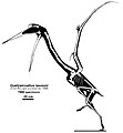 Diagramme scientifique du squelette et de la silhouette de Quetzalcoatlus sp.