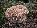 Ramaria botrytis