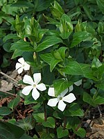 Vinca major var alba - if periwinkle, it is a little plant