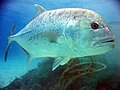 Image 13Giant trevally are great gamefish found in Indo-Pacific tropical waters. They are powerful apex predators in most of their habitats, hunting both individually and in schools. (from Coastal fish)