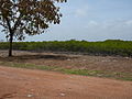 Banjul-Serekunda Highway