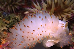 Description de l'image Gasflame_nudibranch.jpg.