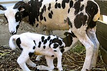 a piebald ewe suckling a lamb