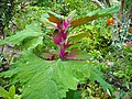 Chenopodium giganteum