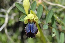 Ofride scura (Ophrys iricolor)