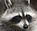 Raccoon