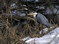 Чапля сіра (Ardea cinerea) на голосієвських озерах.