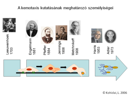 A kemotaxis kutatásának meghatározó személyiségei