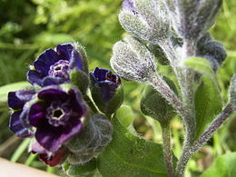 Vaistinė šunlielė (Cynoglossum officinale)