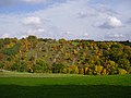 Gepflegter Steilhang im unteren Hergstbachtal (FND „Steppenheide Bachwingert“)