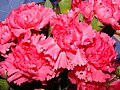 Carnation D. caryophyllus