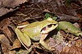 Aglyptodactylus madagascariensis