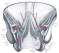 Thumbnail for Median umbilical ligament