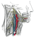 Nervi hipoglòs, plexe cervical i les seves branques.