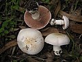 Agaricus bresadolanus