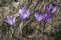 Crocus vernus subsp. vernus in de Apennijnen