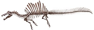 Gjutet skelett av spinosaurus i simmande pose baserat på känt fossil 2023.