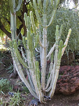 Euphorbia royleana