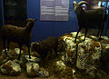 Museum specimens of the extinct feral sheep of Lítla Dímun.