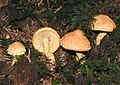 Pholiota flammans