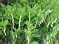 Polygonatum odoratum