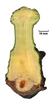 Section d'un haustorium de gui (Viscum album) sur une branche de peuplier hybride euraméricain (Populus × canadensis). (définition réelle 2 000 × 4 000)