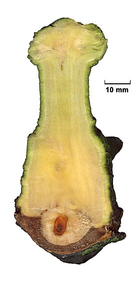 Snit gennem en gren af canadisk poppel (nederst) og halvsnylteren Mistelten (øverst). Foto: George Chernilevsky