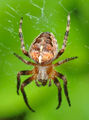 Laba-laba penenun Araneus diadematus; subordo Araneomorphae