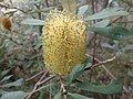 flower spike before anthesis