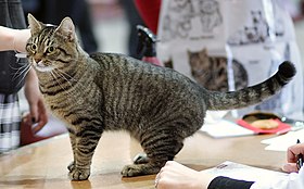 European shorthair brown mackerel tabby présenté en exposition féline à Helsinki.