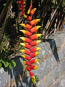 Heliconia