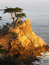 Cupressus macrocarpa, Monterey Peninsula, Califórnia