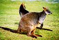 N Känguru, also n Diert uut ju Familie Macropodidae, gnauer kweeden ju Oard Wallabia bicolor