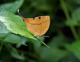 Loxura atymnus