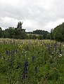 Louka v oblasti bývalé dělostřelecké střelnice u řeky Křemelná, (oměj, Aconitum).