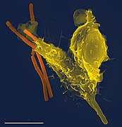 Neutrophil with anthrax copy