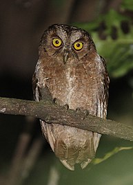 Pemba Scops Owl (Q1266938)