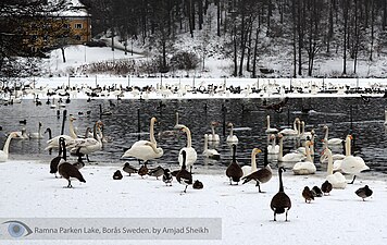 Ramnaparken lake in winter