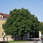 Bergschulkastanie am Jörg-Reitter-Platz