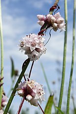 Cuscuta epithymum