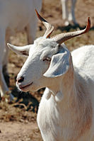 A goat (Capra hircus) with small wattles at the base of its throat