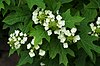 Oak-leaf Hydrangea