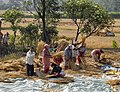 Tradisjonell treskjing i Nepal; kornbanda vert banka for å slå laus kornet.