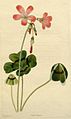 Oxalis deppei illustriert von George Loddiges