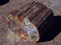 Petrified wood