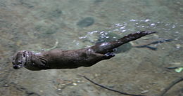 Loutre immergée dont la tête dépasse de l'eau.