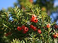 Taxus cuspidata