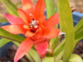 Bromeliad15