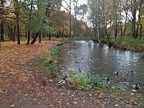 Утки около квадратного пруда в верхней части парка (октябрь 2017 г.).